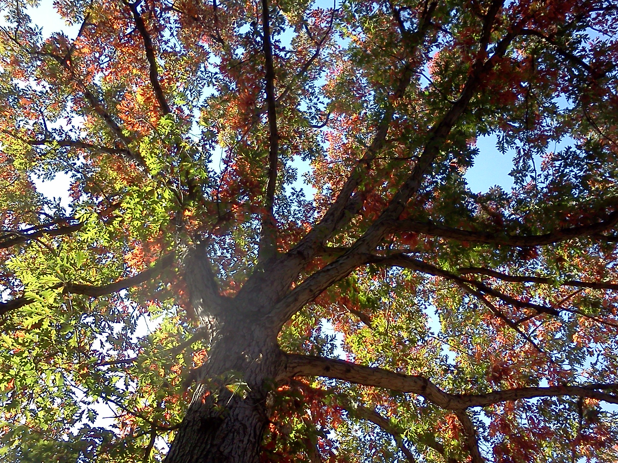 IMG_20120929_10 cshlex tree multi leaves